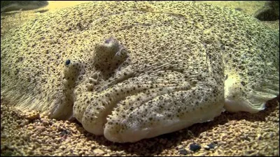 Poisson marin, voisin du turbot, à la chair excellente !