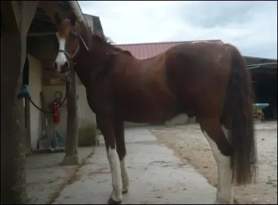 Comment appelle-t-on les marques blanches qui sont sur les jambes des chevaux ?