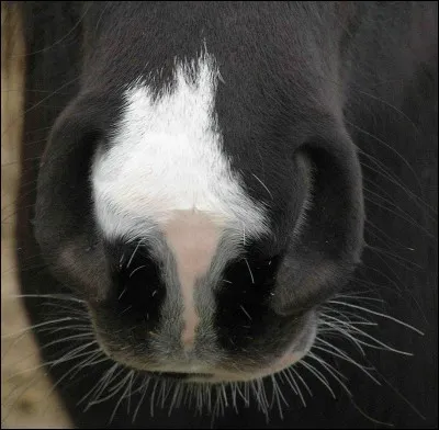 La marque blanche qui se trouve sur le bout du nez du cheval s'appelle...