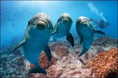 Les dauphins peuvent rester jusqu'à 10 minutes sous l'eau sans respirer.