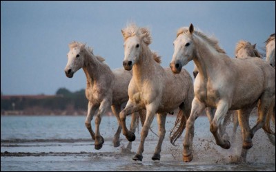 Les chevaux peuvent vivre de 45 à 60 ans.