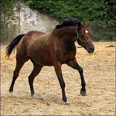 Les chevaux sont herbivores et aussi un peu omnivores.