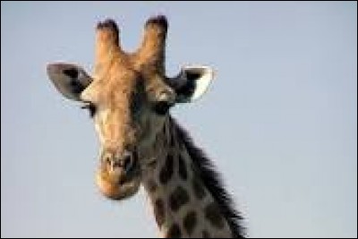 L'animal sur la photo ci-dessus ... une girafe.