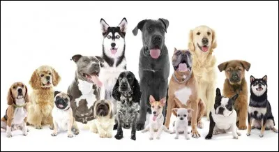 Parmi ces quatre chiens, lequel est le plus petit ?