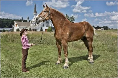 Le cheval voyageur a honte de lui, mais c'est vrai, il ne sait pas en quelle année est né Big Jake, un des deux plus grands chevaux du monde. Sauriez-vous l'aider ?