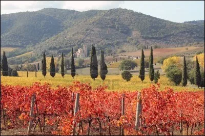 Le cheval voyageur s'interroge auprès de vous. Il vous demande : "Comment appelle-t-on la culture des vignes ?".