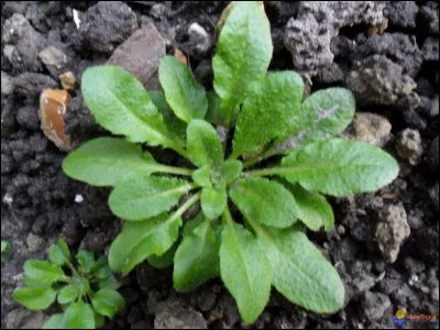 Le cheval voyageur, toujours sur ses gardes, veut s'assurer avant tout de sa sécurité. Il vous demande, parmi ces plantes, laquelle est dangereuse.
