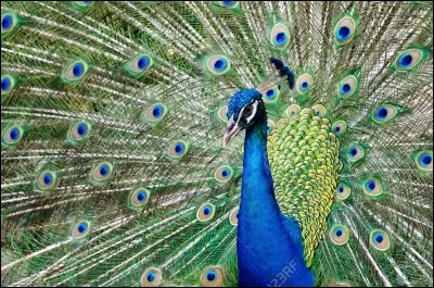 Quel est cet animal ?