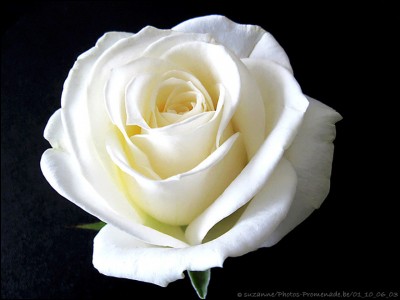 Que signifie la rose blanche ?