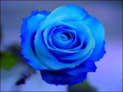 Que signifie la rose bleue ?