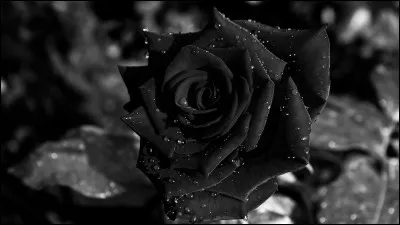 Que signifie la rose noire ?