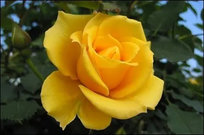 Que signifie la rose jaune ?