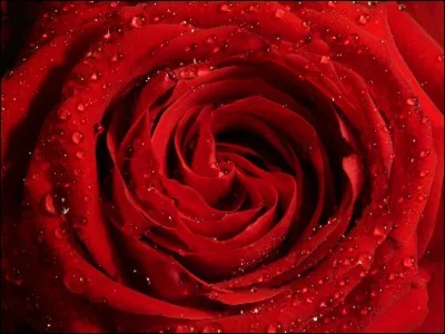 Que signifie la rose rouge ?