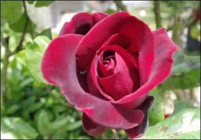 Que signifie la rose pourpre ?