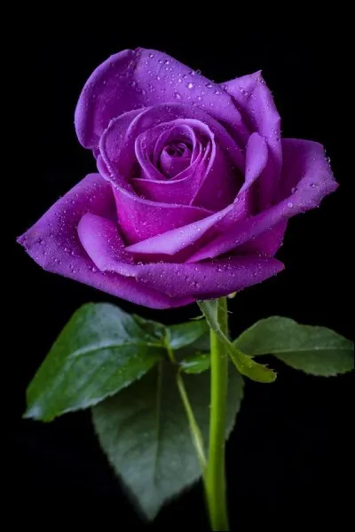 Que signifie la rose mauve ?
