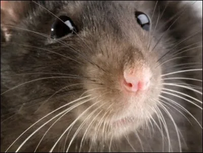 Durant son voyage, votre ami souhaite vous laisser la garde de "riri" son rat.