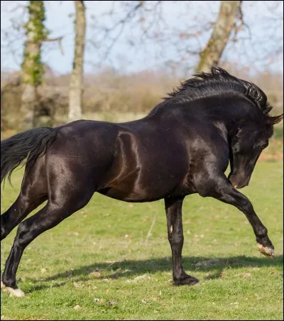 Quelle race préfères-tu ?