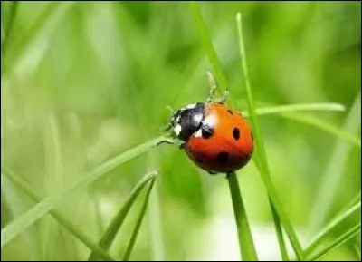 Que dit-on à propos des coccinelles ?
(Ah, ça par contre, Mada le sait !)