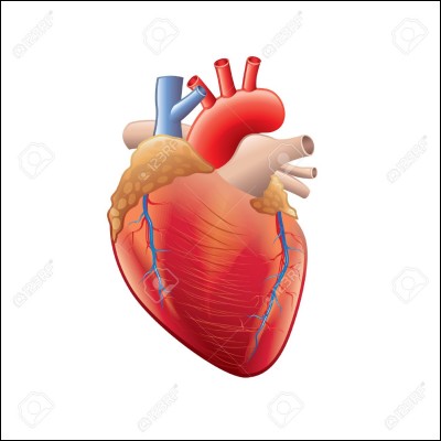 Quelle haute cavité du cur se remplit de sang, qu'elle presse ensuite dans les ventricules qui pompent le sang vers les artères ?