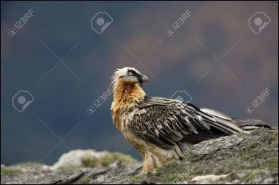 Sybille Gabrielle Marie-Antoinette de Riqueti de Mirabeau, comtesse de Martel de Janville est connue sous un autre nom : lequel ?