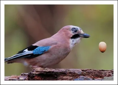 Quel est l'homophone de cet oiseau ?
