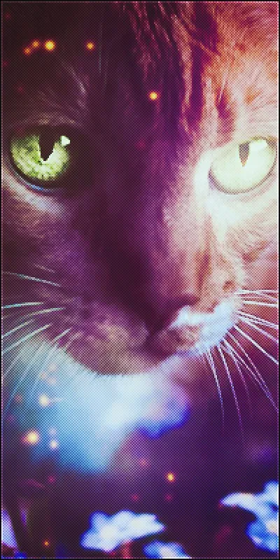 Le cheval voyageur invente une blague : 
"Qu'est-ce qui se pavane et scintille le matin ?"