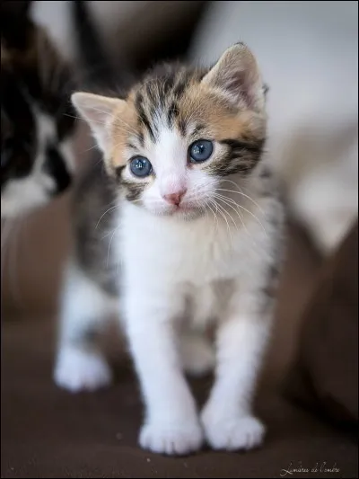 Les yeux des chatons s'ouvrent &agrave; quel moment ?