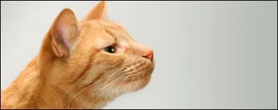 Quelle odeur les chats n'aiment-ils pas ?