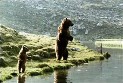 Voilà deux Fozzies rois de la nature et de la liberté, et stars pour Jean-Jacques Annaud, dans le film "L'ours". Quels sont les prénoms donnés à l'ours kodiak qui guide l'ourson et à l'ourson qui s'attache à lui ?