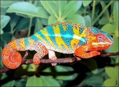 Madalove et Garry, ont pris le même avion ! Ils ont rapporté un animal emblématique de Madagascar !