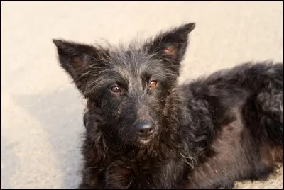 Nuagegris, Rionrion, Moquette et Mirkaetrox parlent d'animaux ! Nuagegris nous amène un invité qu'elle a récupéré à la S P A !