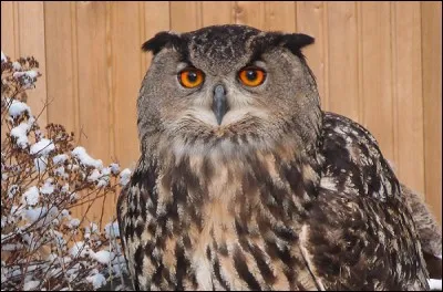 J'en profite pour remercier Phil05 de jouer tous mes quiz depuis la nuit des temps ! Il les médaille le soir, après le coucher du soleil ! C'est un mec très chouette qui sort comme cet oiseau de nuit...