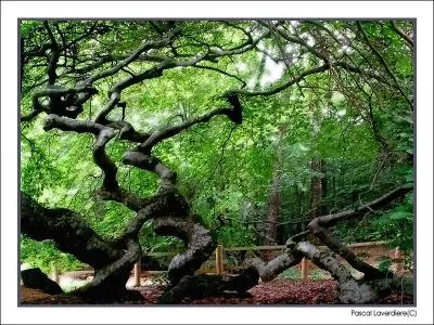 Dans quel département se trouvent ces arbres tortueux ?