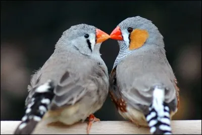 Quel est ce animal ?