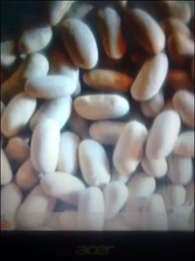 Où sont cultivées les mogettes ?