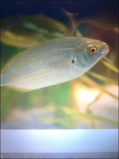 Quel poisson produit les mêmes effets que certaines drogues dures ?