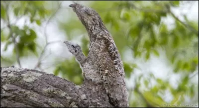 Que voyez-vous sur la photo ?