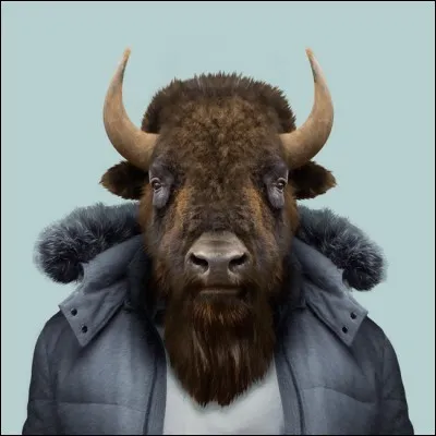 Au 18e siècle, mes troupeaux couvraient de grandes plaines américaines !