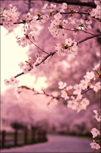 Sakura : les cerisiers en fleurs...