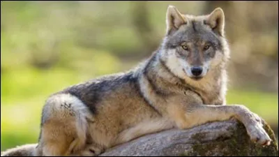 Comment dit-on "loup gris", en latin ?