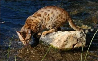 Le yama-neko est originaire du\d'\de...