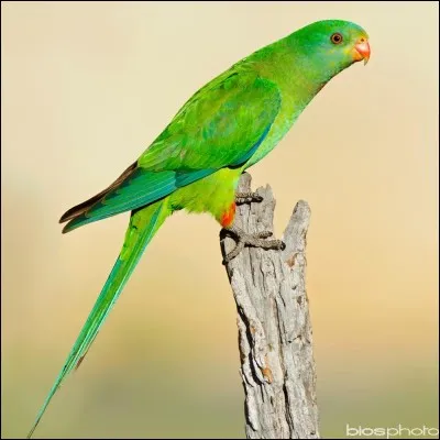 Quel est cet oiseau ?