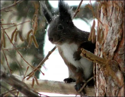 Roux-Chantilly, l'écureuil qui ... près de ... moi, a le poil roux et la queue blanche.
