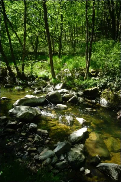 Le ... qui se situe derrière les montagnes est habité par une meute de loups, d'après la légende.