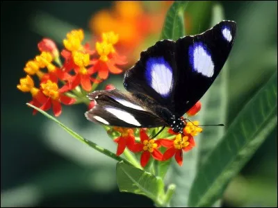 Ce papillon ... des ailes splendides !
