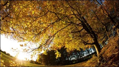 L' ... est une des saisons les plus colorées.