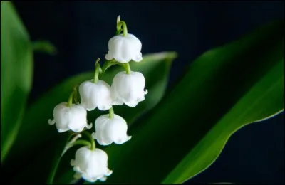 On offre du muguet le 1er ... .