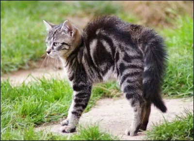 ... les chats hérissent leurs poils, ... qu'ils sont en colère.
