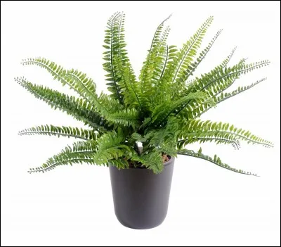 Quel est le nom de la feuille de la fougère ?