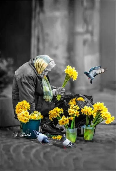 Protégeons les fleurs des Alpes ! A-t-on le droit de cueillir des jonquilles ?